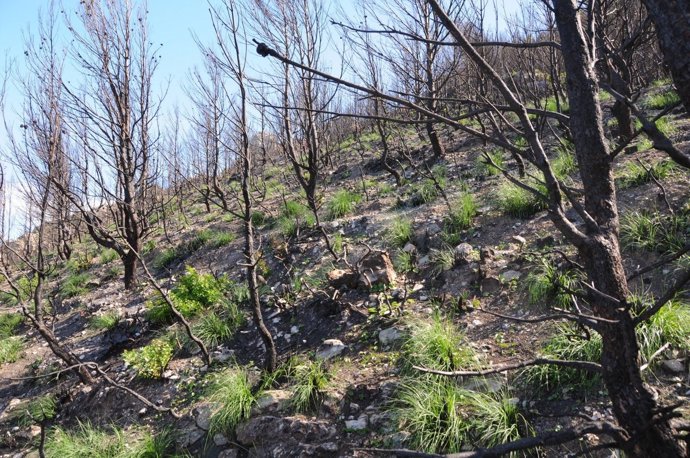 Hay gran cantidad de rebrotes de palmito y carrizo en la Serra de Tramuntana 