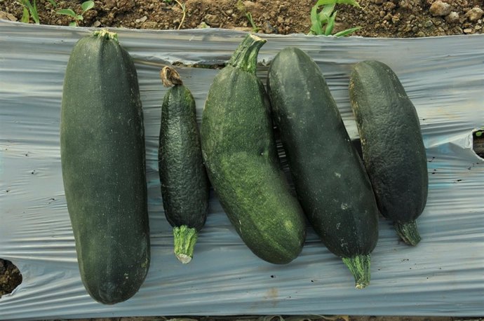 Agricultura promueve medidas para controlar una nueva virosis