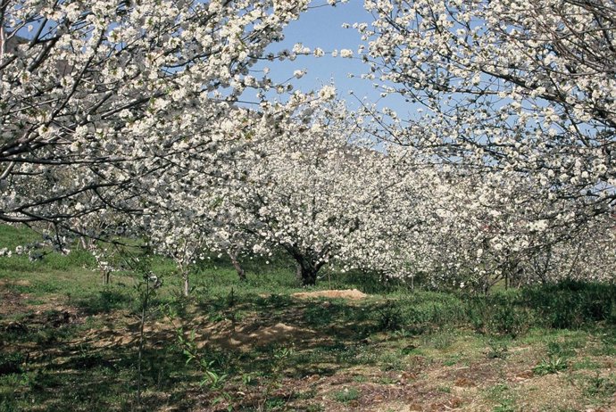 Cerezos en flor, floración, jerte