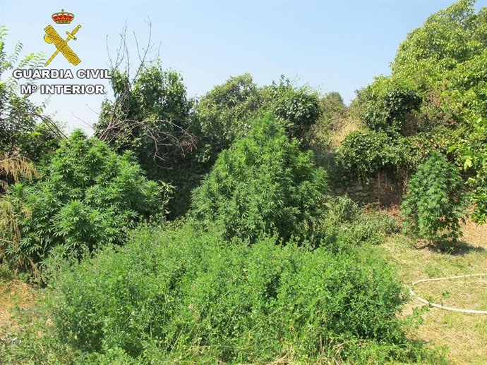 Plantación de marihuana descubierta por la Guardia Civil. 