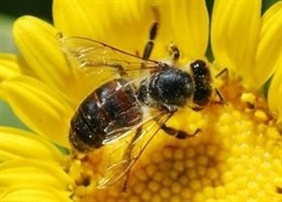Abejas