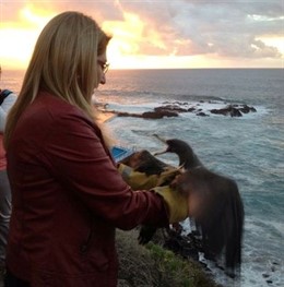 Mora, con una pardela