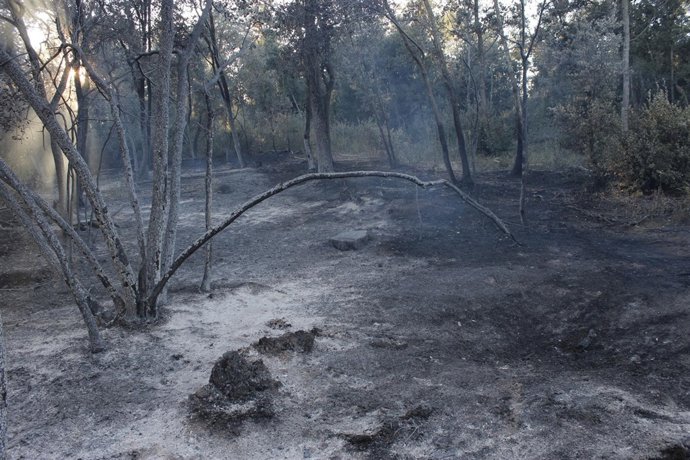 Incendio Vilopriu Zona quemada