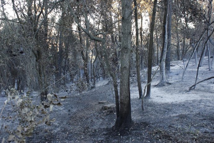 Incendio Vilopriu Zona quemada