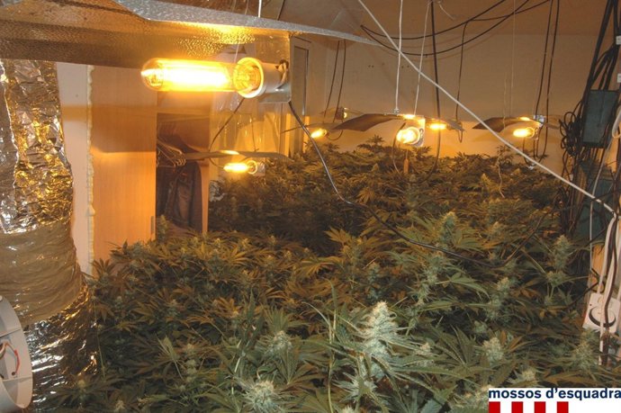 Plantación de marihuana en una casa de Figueres