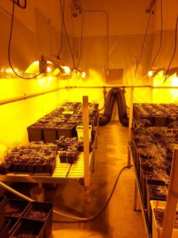 Plantación de marihuana en una nave del Poblenou de Barcelona