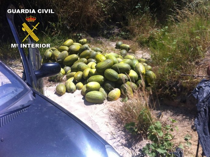 Sandías robadas en una explotación agrícola de Huelva