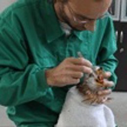 Tratamiento animales protegidos