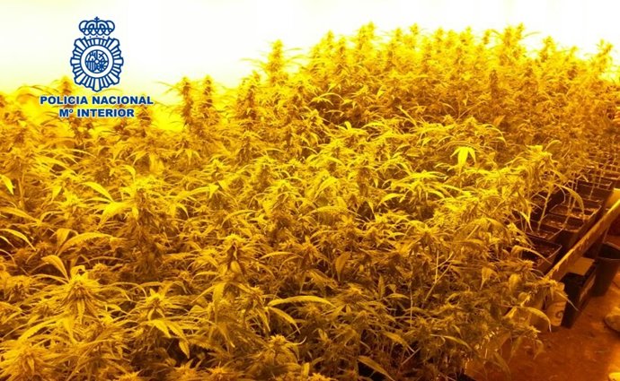 Marihuana intervenida