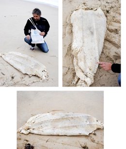 Tortuga laúd encontrada en Somo