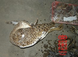 Ejemplar de sisón común hallado en un congelador.