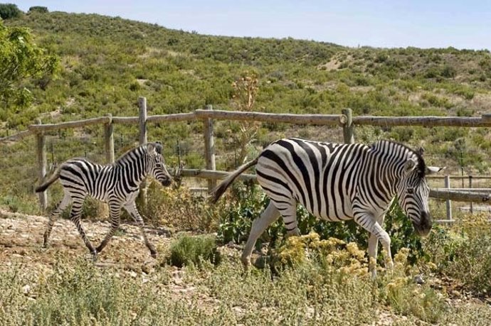 Cría de cebra en Sendaviva