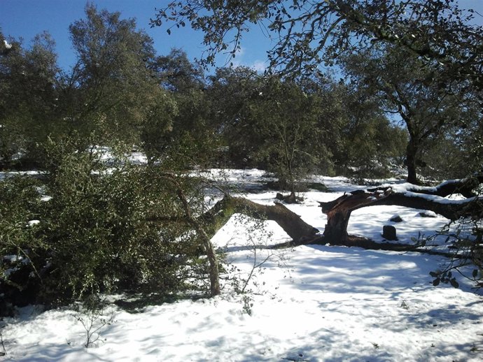 Nieve en la Sierra Norte de Sevilla.
