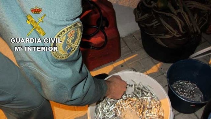 Incautación de pescado inmaduro