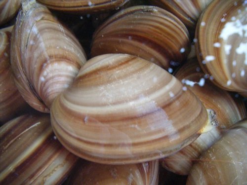 Almeja por alvaro_qc-flickr-cc