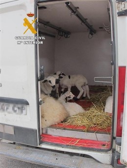 Imagen de los animales transportados