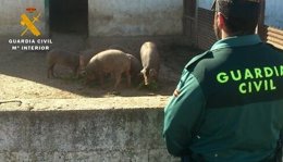 Cerdos recuperados por la Guardia Civil