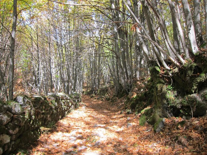 Castañar En La Sierra De Gata (Cáceres)