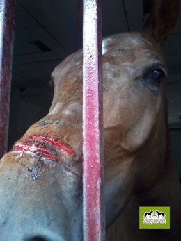 El caballo herido por la utilización de las 'serretas vivas'