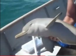 Delfín liberado