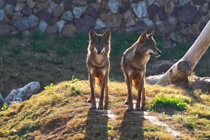 Los cachorros de lobo ibérico imponen su dominio en la manada de Terra  Natura Murcia