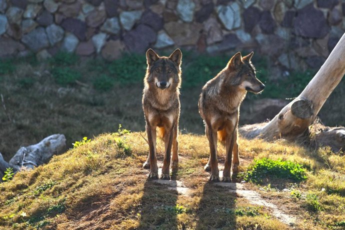 Los cachorros de lobos ibéricos (Canis lupus signatus) Nymeria y Gaya