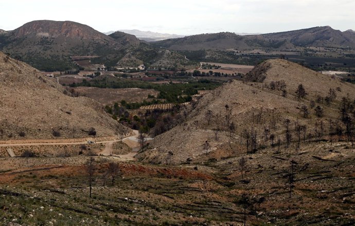 Soriano visita obras de repoblación del incendio de Hellín. Foto Juan Echagüe/jc