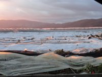 Unas 150 hectáreas de invernaderos están "bastante afectadas", según las primeras estimaciones de la Junta