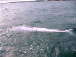 Cría muerta de rorcual común, una especie de ballena