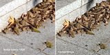 Comparativa fotos con Lumia 1020 para Instagram vs