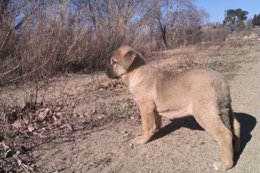 Mastín, Perro, Mascota