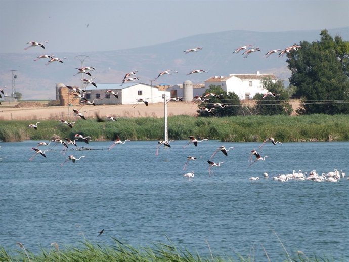 Laguna, aves, pájaros, pantano