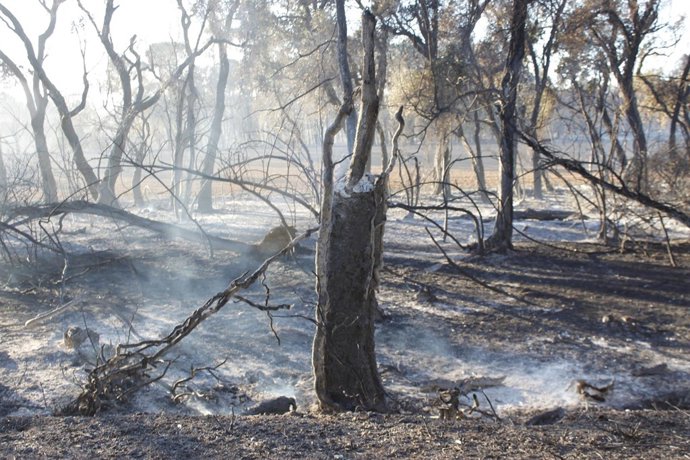 Incendio Vilopriu Zona quemada