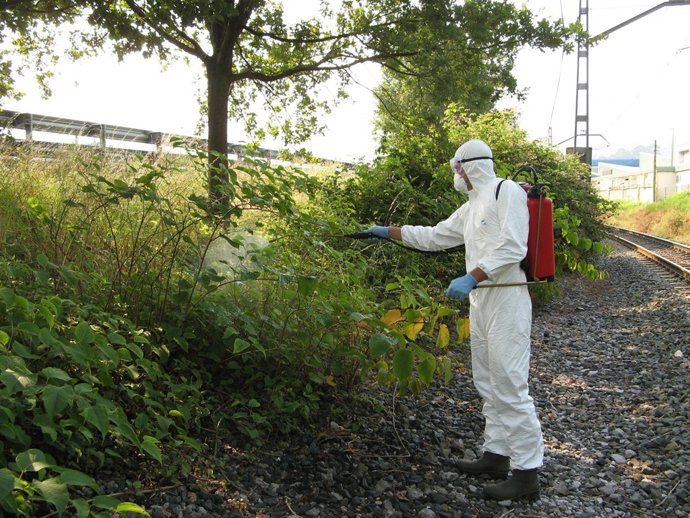 Control del bambú japonés