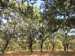 Bosque, árbol, árboles. Madera