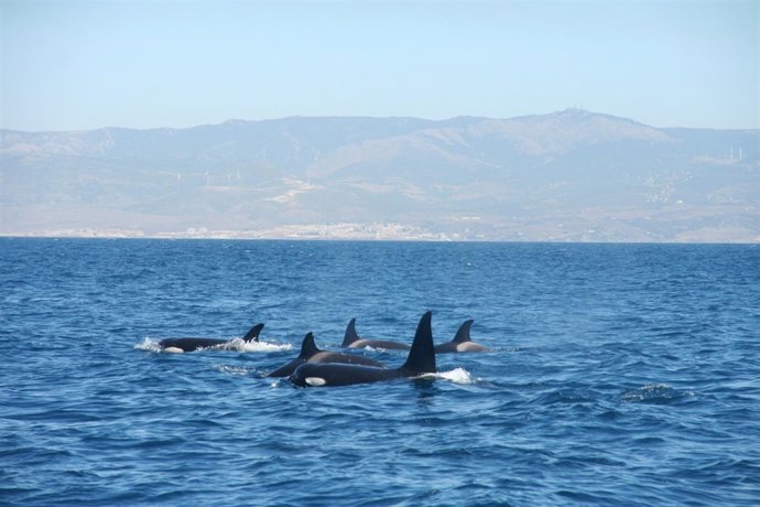 Cetáceos en el sur peninsular