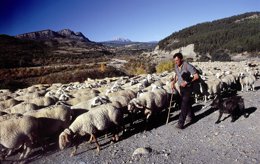 Un pastor en la película 'El viaje trashumante en imágenes'