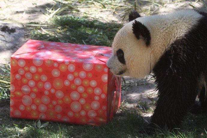 Navidad Panda en el Zoo Aquarium de Madrid