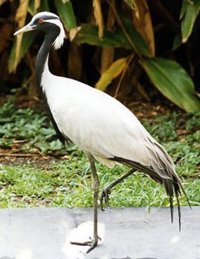 Adenex celebra este domingo el Día de las Grullas en cuatro puntos de Extremadura