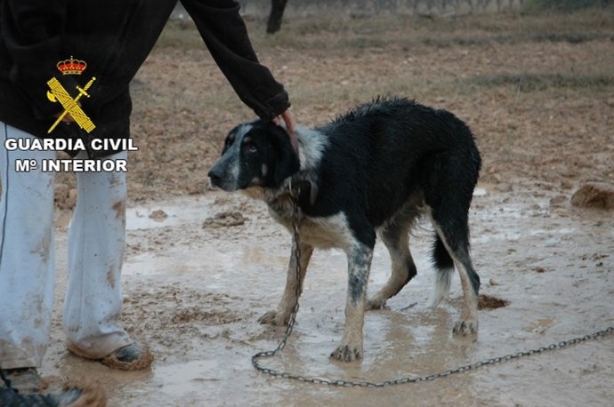 Uno de los perros encontrados en la finca
