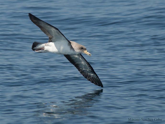 Ejemplar de pardela migres