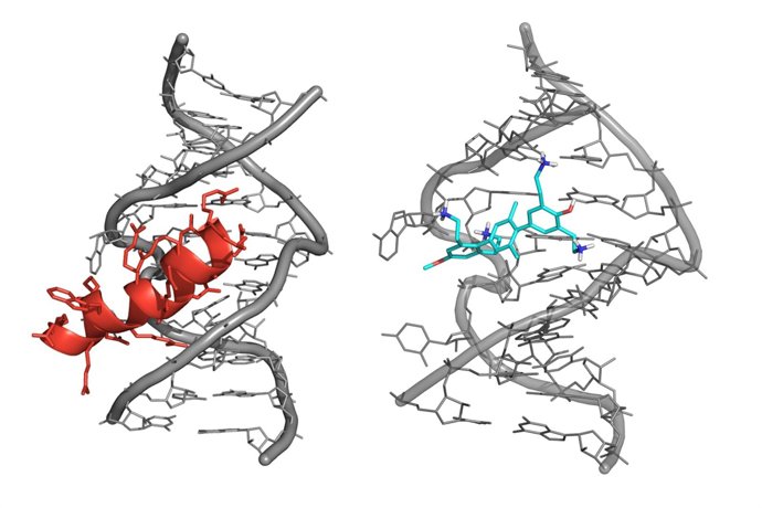 Moléculassintéticas capaces de unirse al material genético del virus