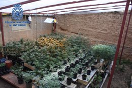 Plantación de marihuana en una finca de Huesca