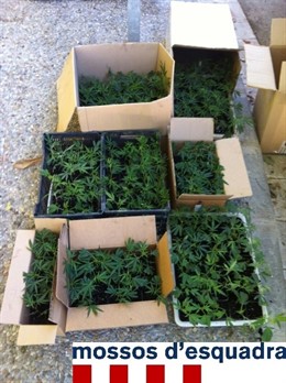 Marihuana intervenida en Girona