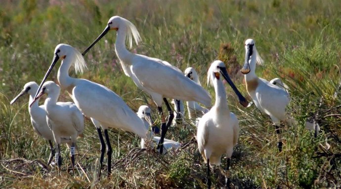 Los censos de Medio Ambiente sobre espátulas comunes en humedales andaluces