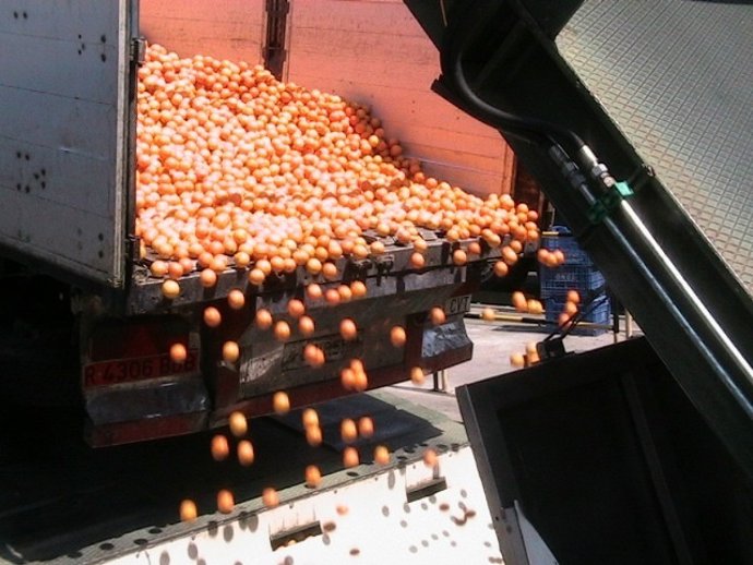 Descarga de naranjas en la planta de Zumos Pascual en Palma del Río (Córdoba)
