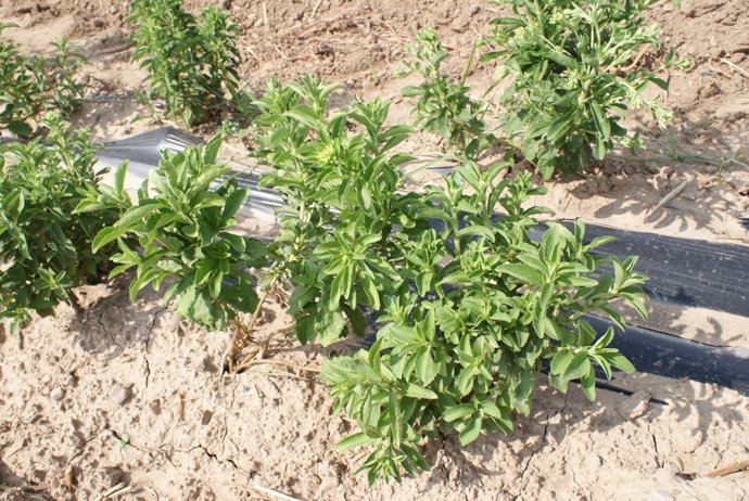 Plantaciones de 'stevia'