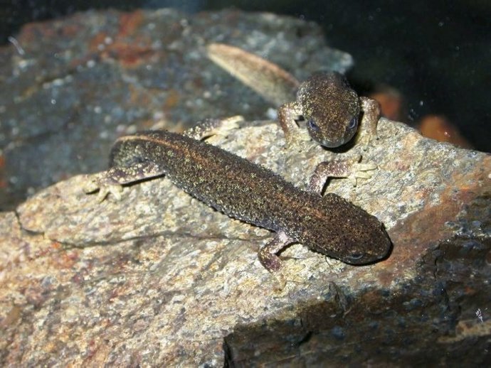 Tritones del Montseny