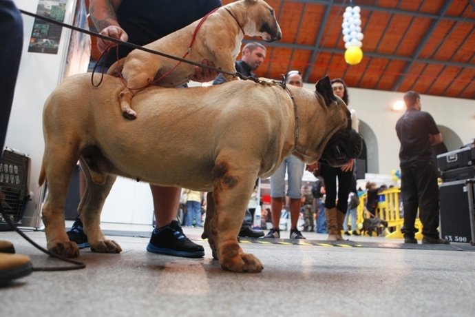Evento 'Un Día de Perros'