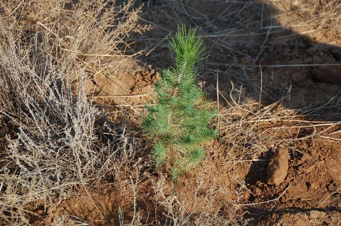 Los escolares de Fraga plantan 300 árboles en la Sierra de la Concepción.